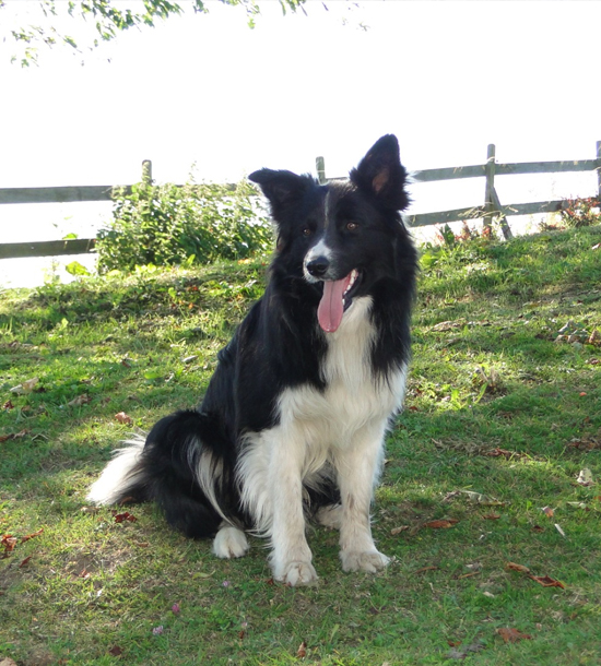 Hund im Urlaub