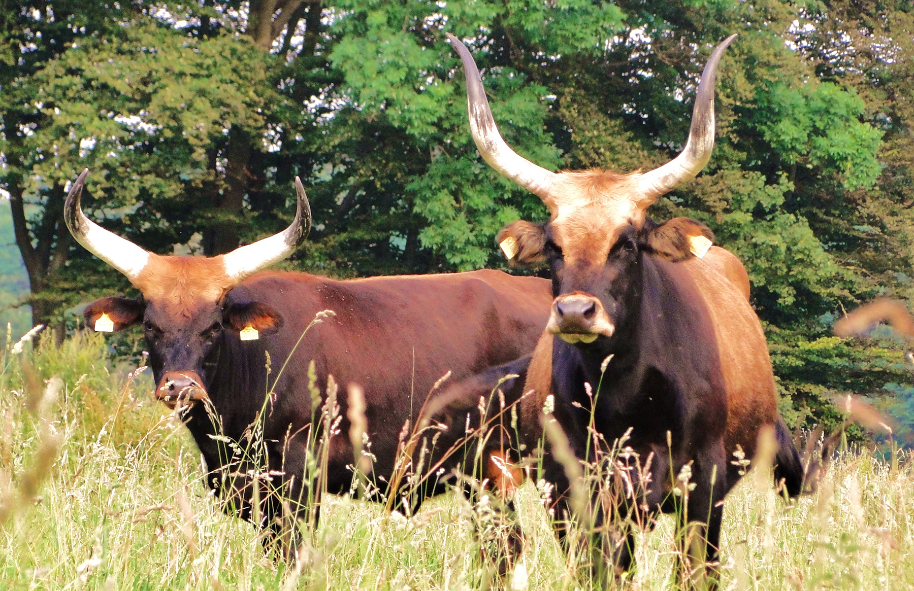 Urlaub auf dem Bauernhof